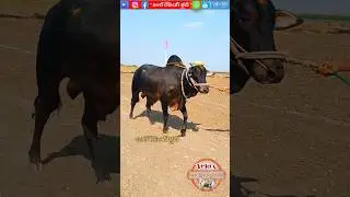 దనదీప్ రెడ్డి గారి,6పల్ల గిత్తలు,చెర్లోపల్లి గ్రామం,కడప జిల్లా