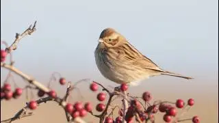 Lincolnshire Birds - December 2025