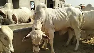 2025 ka janwar Asad ❤️🐄 please channel my YouTube subscribe like share karo #