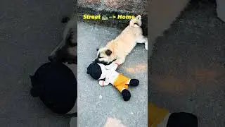 From Streets to Sofa: A Dog&rsquo;s Journey Home  🐾  ❤️🐶  #ytshorts  #minivlog  #shortsviral #dogrescue