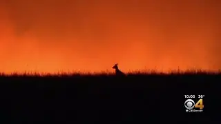 Morris Animal Foundation To Help Study Impact Of Australian Bush Fires