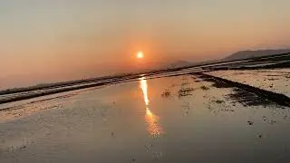 🌅 A Peaceful Sunset Over the Rice Fields | Quiet Countryside Vlog