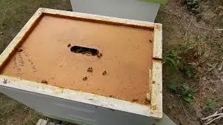 Winter is coming, how are the Mite-Hunters from Cory Stevens doing? Will they make it?