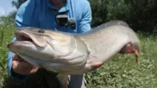 Exciting Silver Fish Catch Adventure