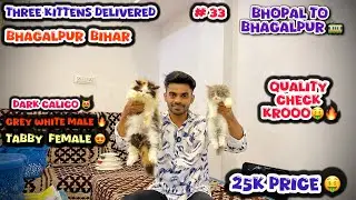 Top Quality Persian kittens Delivered Bhagalpur | Persian cats for sale in bhagalpur bihar | #cat 