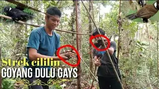 mikat burung cililin dalam hutan strek dapat 4 ekor//poin cililin unik dan kita ambil secukupnya