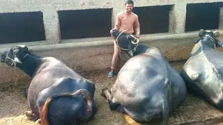 indigenous method of bathing buffaloes in the village | Buffalos ko nehla diya | adil charwaha