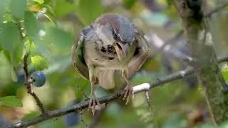 IMAGENS DA FAUNA