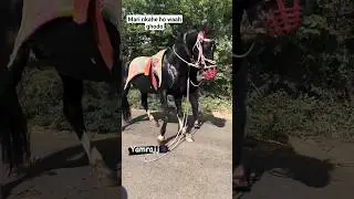 Kathiyawadi Horses video ghoda na video horse lovers #horse #viral #ghoda #horseriding .🐎❤️