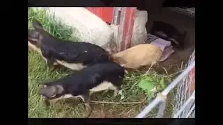 How to make a pig pen fence Mangalitsa Pigs outdoor Farming Tutorial Review