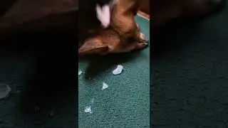 FREYA LOVES ICE CHIPS!!!