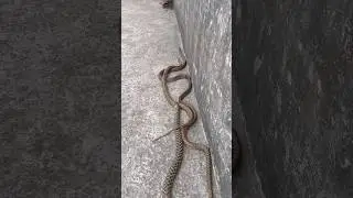 #snake #snakevideo #snakebite #cobra #viral #wildlife ​⁠@Panchal_Ji_Snake_Expert  #shorts