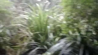 Lori Crandall at Fairy Falls, Auckland