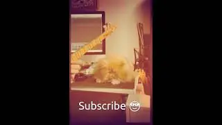 🎧 Funny Cat Listening to Music 😹 | Relaxing Vibes & Cute Reactions 2025 🚀