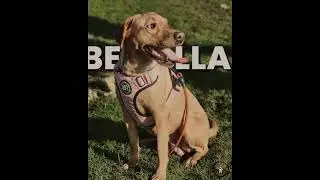 Introducing BELLA  #PAWSOMEDOGS