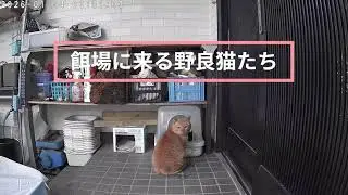 餌場に来る野良猫たち ＃野良猫＃茶とら猫＃黒猫