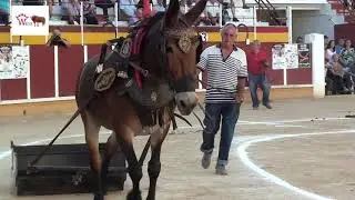 II CONCURSO DE ARRASTRE DE PIEDRA CON MULAS VILLA DE TOMELLOSO 2019