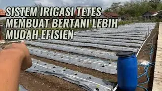 Sistem irigasi tetes pada kebun terong || einfache Landwirtschaft