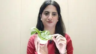 Basil Leaves Benefits 
