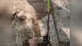 sugarcane seed