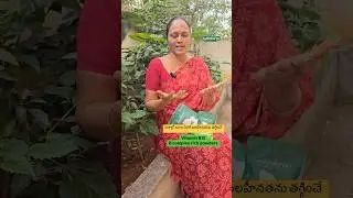 Vitamin b12 and B complex rich powders | Mango seed powder | Rice Bran Powder | Vitamin-deficiency