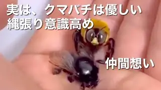 クマバチの潜在能力を人間は軽視しすぎている