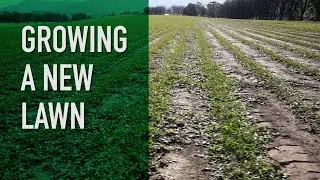 How to Grow a Lawn | Seed, Sprigs & Turf