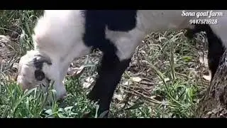 #hyderabadi beetal male goat # hyderabadi jamunapari #sona goat farm