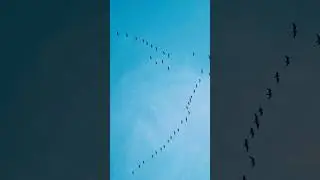 Aloft #shorts #birds #travel #follow #art #rider #family #play #vijay #peace #home #party #free #100
