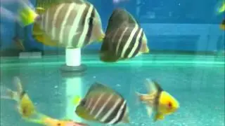 FIJI Longnose Butterfly and Bi Color Goatfish 92812