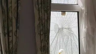 Funny Seagull&nbsp;is Back...