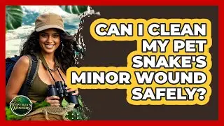 Can I Clean My Pet Snake's Minor Wound Safely?