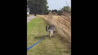 Tracking With my dog Rebus ❤ #trackingdog  #rebusdog #positivereinforcementdog #positivetraining