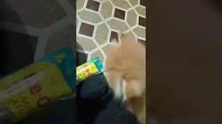 me-o creamy tresats, tuna bonito flavor #meow #catfood #creamy #persioncat #shots