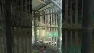 #bamboo #chicken #house #farming #onewithnature