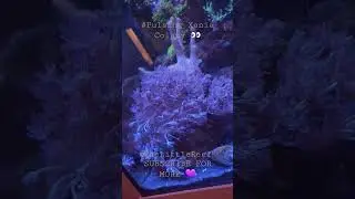 Pulsing Xenia Coral #coral #fish #reef #reeftank #subscribe #rainbow #coralreef #mushroom #tank