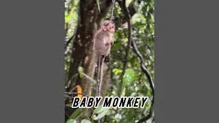 Baby monkey getting wet in the rain