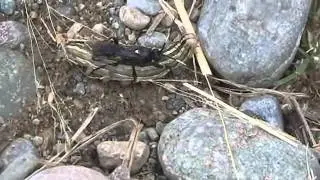Wasp Laying Eggs in a Caterpillar - Vulgichneumon brevicinctor vs. Bronzed Cutworm