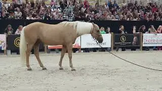 Pat Parelli Horse Event 2023 Amsterdam part 2 of 3.
