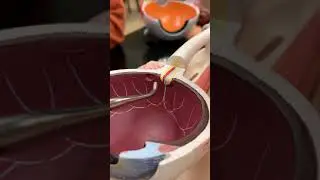 Inner Nervous Tunic Eye Model Recording