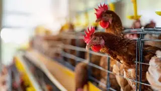 APG Expédition de 1000 poussins Goliath à Brazzaville (Congo)