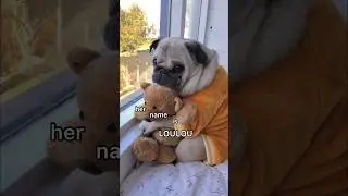 Her name is LOULOU 🐶 #pug #dog #funny #shorts