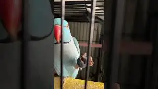 Blueberry 🫐☺️💙 #parrot #birdsofyoutube #bird #zazu #talkingparrot #youtubeshorts