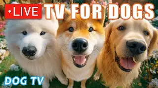12 часов ТВ для собак 🐶 Музыка против тревоги разлуки для собак дома 🎵Без рекламы