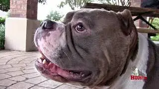 Houston Extreme Bully - Kaiju the Extreme American Bully