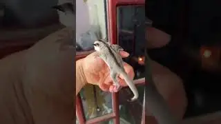 Dispel fatigue with baby flying squirrels #youtubeshorts#soc #usa #vietnam #flyingsquirrels squirrel