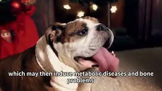 A must-read for dog owners：Avoid these 5 NG behaviors and master the correct breeding techniques