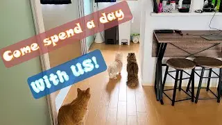 Daily Life in Japan: A Weekend at Home with Cats