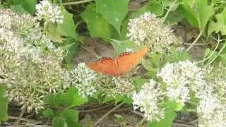 Fritillary butterfly