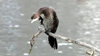Pygmy Cormorant - Zwergscharbe - Phalacrocorax pygmeus